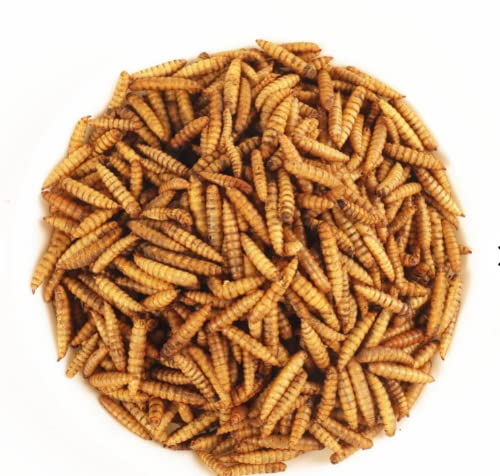 AquaNature High Protein Dried Black Soldier Fly Larvae Food for Aquatic Turtle