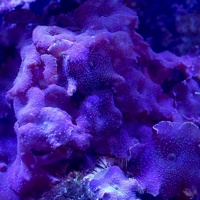 Seachem Reef Advantage Calcium,...