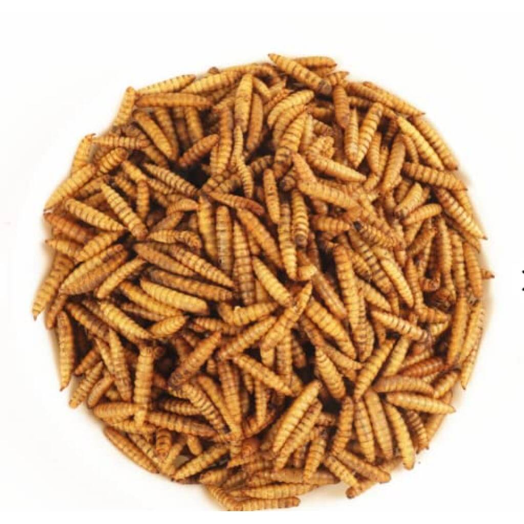 AquaNature High Protein Dried Black Soldier Fly Larvae Food for Arowana