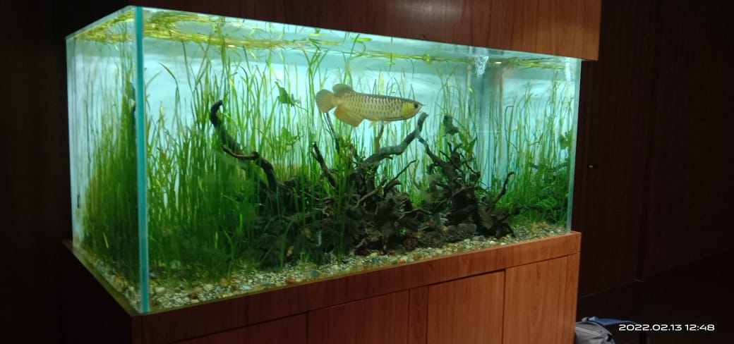 Aquanature king fish aquarium