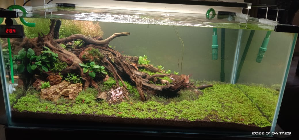 Aquanature lanscape wood root aquarium
