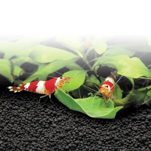 Fluval Stratum Soil 8KG