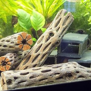 AquaNature Aquatics Premium NaturView affected tal Cholla Wood for Aquarium Decoration, Hermit Crabs, Shrimp -Dried Cactus Branches – Natural Hollow Decorations – Fish Tank/Terrarium Decor 5”-6”(Pack of 3)