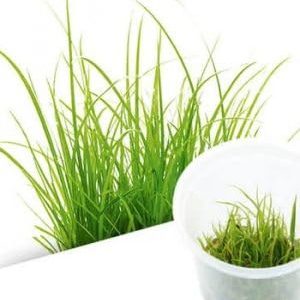 Aquanature Aquarium Tissue Culture Plant Cyperus Helferi Plant For Planted Aquarium IC031