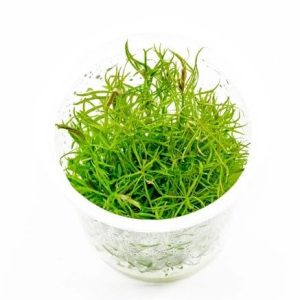 AquaNature Aquarium Tissue Culture Plant Pogostemon Stellatus Dassen Plant For Planted Aquarium- IC026