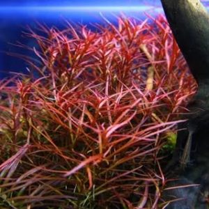 AquaNature Tissue Culture Aquarium Plants Ludwigia Arcuata Stem Plant For Planted Aquarium – IC001