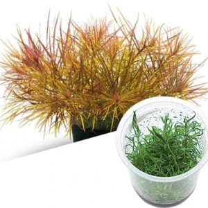 AquaNature Aquarium Tissue Culture Plant Pogostemon Stellatus Dassen Plant For Planted Aquarium- IC026