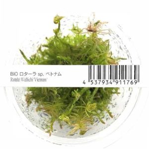 AquaNature Tissue Culture Aquarium Plants Rotala Wallachi Vietnam Stem Plant For Planted Aquarium – IC025