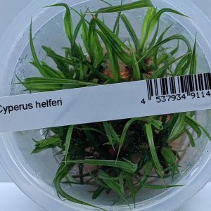 Aquanature Aquarium Tissue Culture Plant Cyperus Helferi Plant For Planted Aquarium IC031