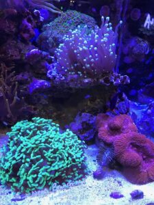 Seachem Reef Builder