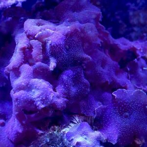 Seachem Reef Advantage Calcium