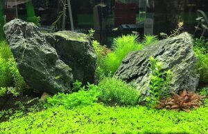 Seacheam Flourish Nitrogen supplement
