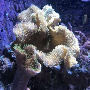 SEACHEM LABORATORIES Reef Phytoplankton