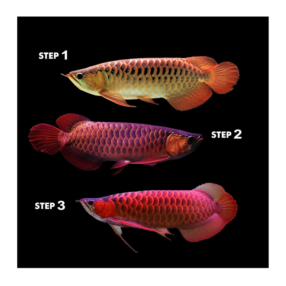 Untitled design - 2025-08-08T174741.013