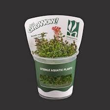 AquaNature Tissue Culture Aquarium Plant Rotala Macrandra Mini Butterfly For Planted Aquarium
