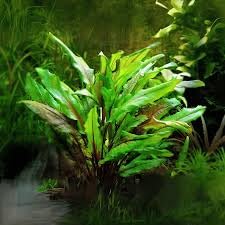 AquaNature Tissue Culture Aquarium Plant Cryptocoryne Wendtii For Planted Aquarium