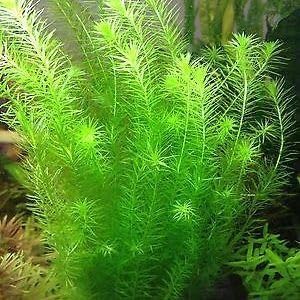 AquaNature Tissue Culture Aquarium Plant Mayaca Fluvitalis For Planted Aquarium