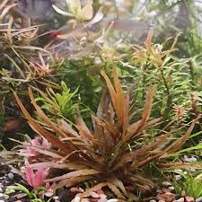 AquaNature Tissue Culture Aquarium Plant Cryptocoryne Axelrodi For Planted Aquarium