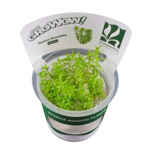 AquaNature Tissue Culture Aquarium Plant Tonina fluviatilis For Planted Aquarium