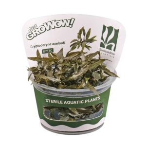 AquaNature Tissue Culture Aquarium Plant Cryptocoryne Axelrodi For Planted Aquarium