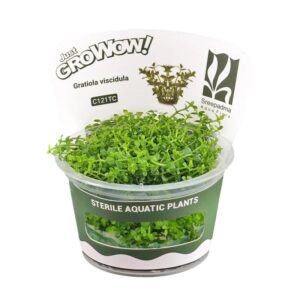 AquaNature Tissue Culture Aquarium Plant Gratiola Viscidula For Planted Aquarium