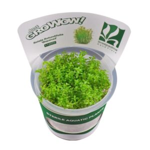 AquaNature Tissue Culture Aquarium Plant Rotala Rotundifolia Wayanad For Planted Aquarium