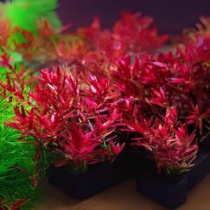 AquaNature Tissue Culture Aquarium Plant Rotala Rotundifolia HRA For Planted Aquarium