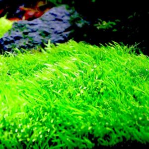 AquaNature Tissue Culture Aquarium Plant Utricularia Graminifolia For Planted Aquarium