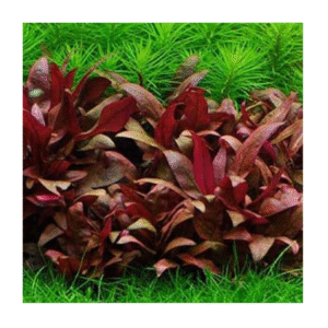 AquaNature Tissue Culture Aquarium Plant Alternanthera reineckii ‘Mini For Planted Aquarium
