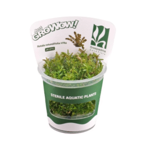 AquaNature Tissue Culture Aquarium Plant Rotala Rotundifolia HRA For Planted Aquarium