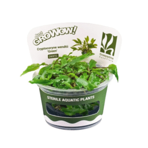 AquaNature Tissue Culture Aquarium Plant Cryptocoryne Wendtii Green For Planted Aquarium