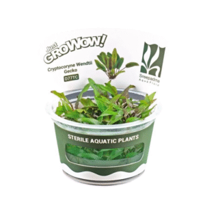 AquaNature Tissue Culture Aquarium Plant Cryptocoryne Wendtii Gecko For Planted Aquarium
