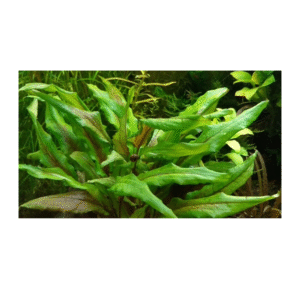 AquaNature Tissue Culture Aquarium Plant Cryptocoryne Wendtii Gecko For Planted Aquarium