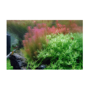 AquaNature Tissue Culture Aquarium Plant Rotala Wallichii For Planted Aquarium